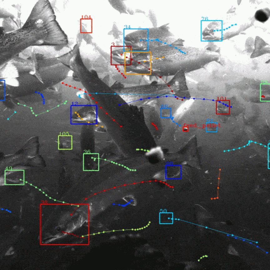 Tidal autonomous fish feeding software